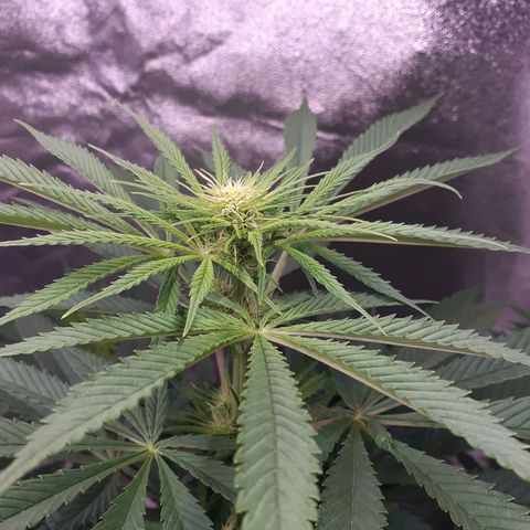 Buddhas Sister growlog timeline photo