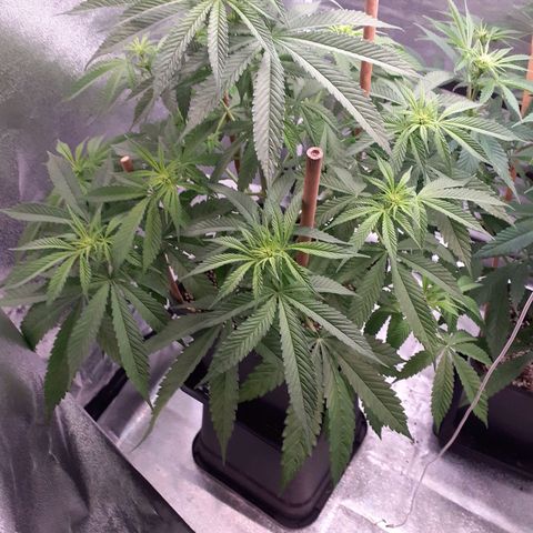 Pink Kush growlog timeline photo