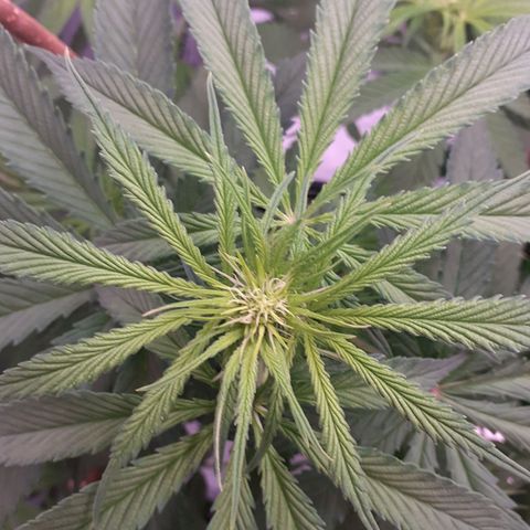 Pink Kush growlog timeline photo