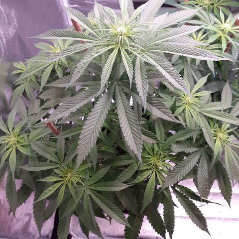 Pink Kush growlog timeline photo