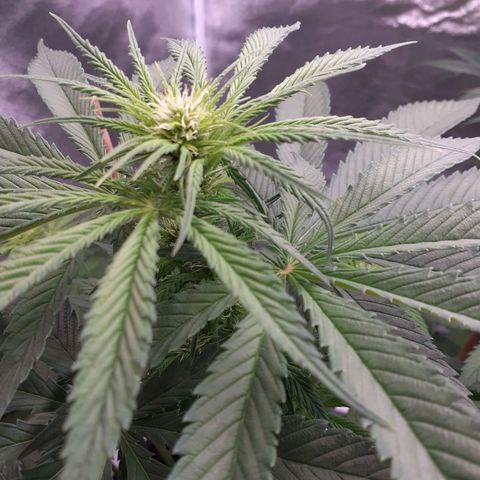 Pink Kush growlog timeline photo