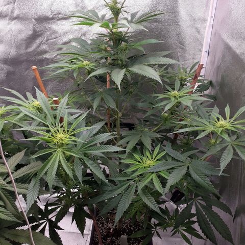 Buddhas Sister growlog timeline photo