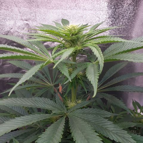 Buddhas Sister growlog timeline photo