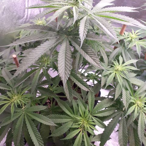 Pink Kush growlog timeline photo