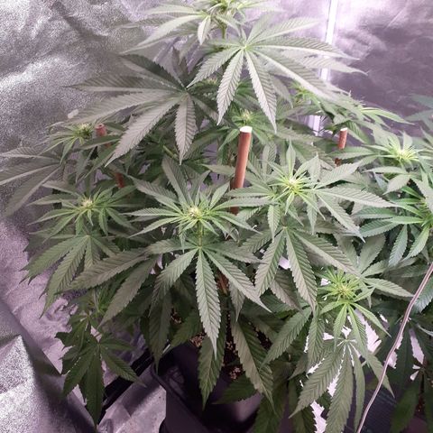 Pink Kush growlog timeline photo