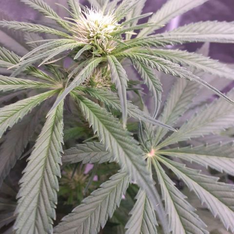 Pink Kush growlog timeline photo