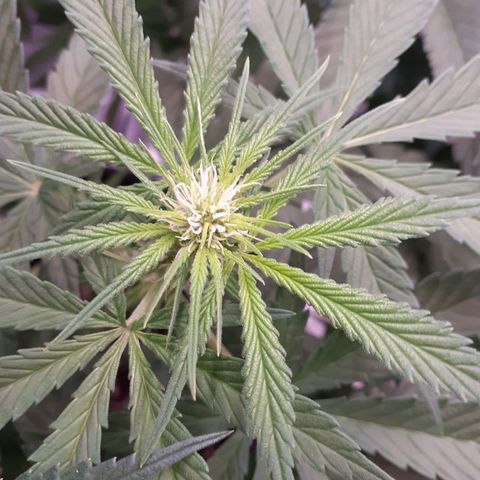 Pink Kush growlog timeline photo