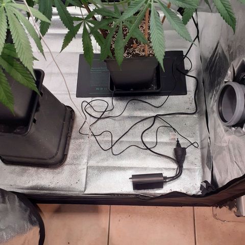 Buddhas Sister growlog photo: Wärmematte auf 26 Grad Celsius