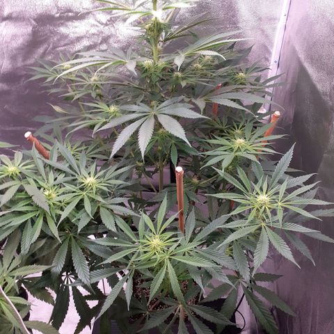 Buddhas Sister growlog timeline photo