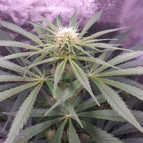 Buddhas Sister growlog photo: Main Bud