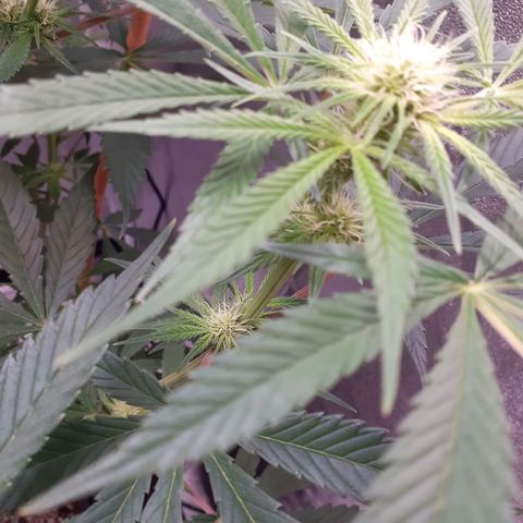 Buddhas Sister growlog timeline photo