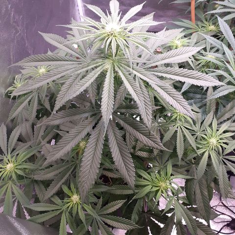 Pink Kush growlog timeline photo
