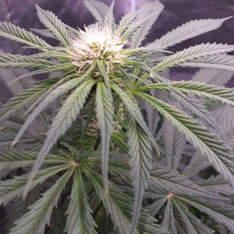 Pink Kush growlog timeline photo