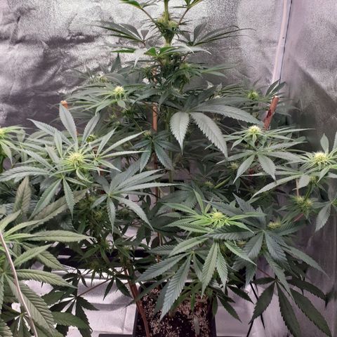 Buddhas Sister growlog timeline photo