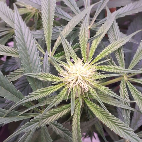 Buddhas Sister growlog timeline photo