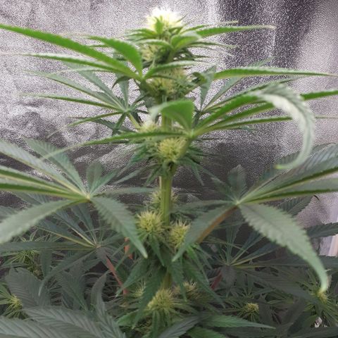 Buddhas Sister growlog timeline photo