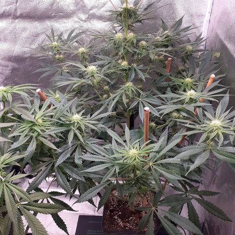 Buddhas Sister growlog timeline photo