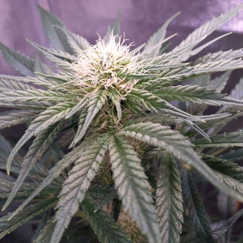 Buddhas Sister growlog photo: First Frost