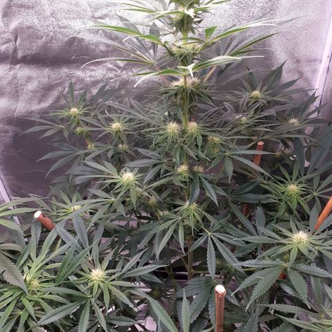 Buddhas Sister growlog timeline photo