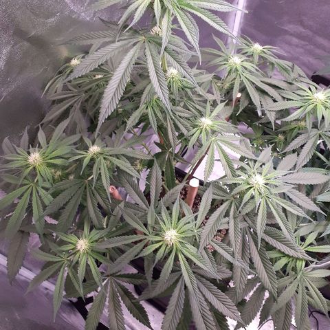 Pink Kush growlog timeline photo