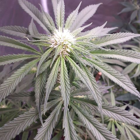 Pink Kush growlog timeline photo