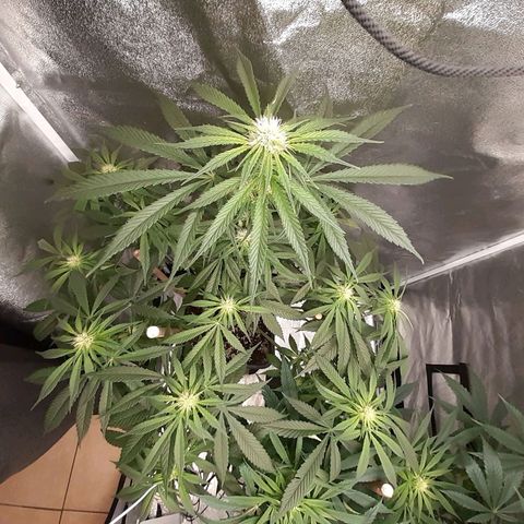 Pink Kush growlog timeline photo