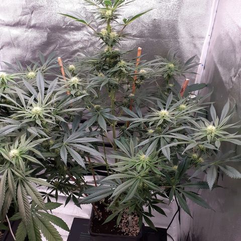 Buddhas Sister growlog timeline photo