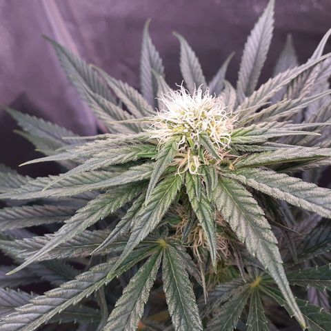 Buddhas Sister growlog timeline photo