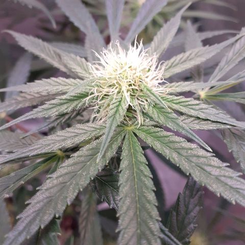 Buddhas Sister growlog timeline photo