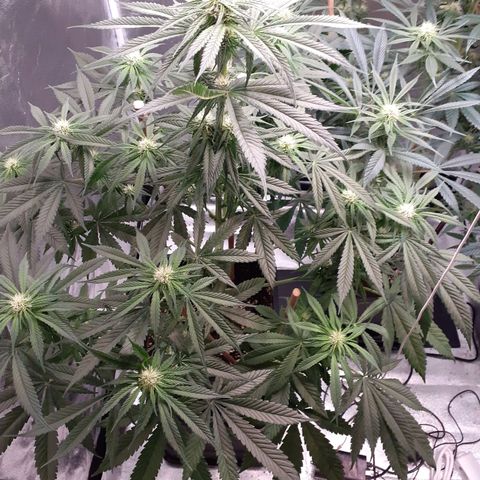 Pink Kush growlog timeline photo