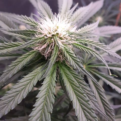 Pink Kush growlog timeline photo