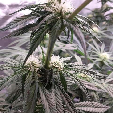 Pink Kush growlog timeline photo