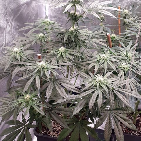 Pink Kush growlog timeline photo
