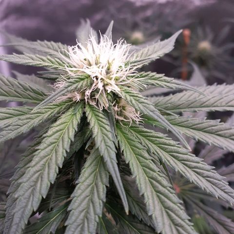 Pink Kush growlog photo: Main Bud