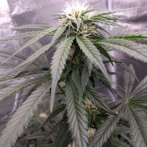 Pink Kush growlog timeline photo