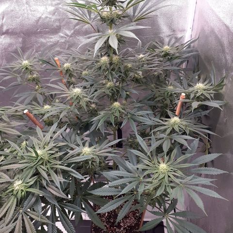 Buddhas Sister growlog timeline photo
