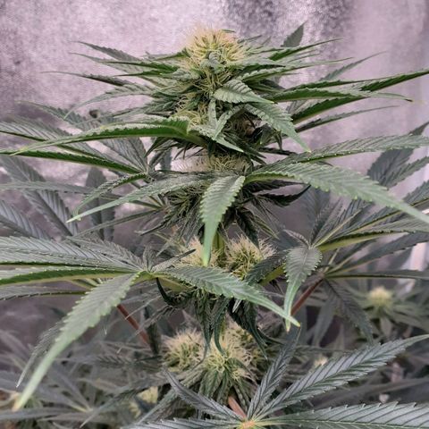 Buddhas Sister growlog photo: Main Bud