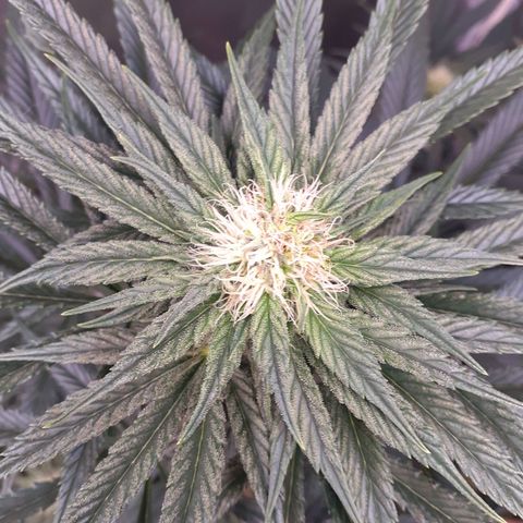 Buddhas Sister growlog timeline photo