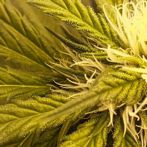 Pink Kush growlog photo: Little Trichomes