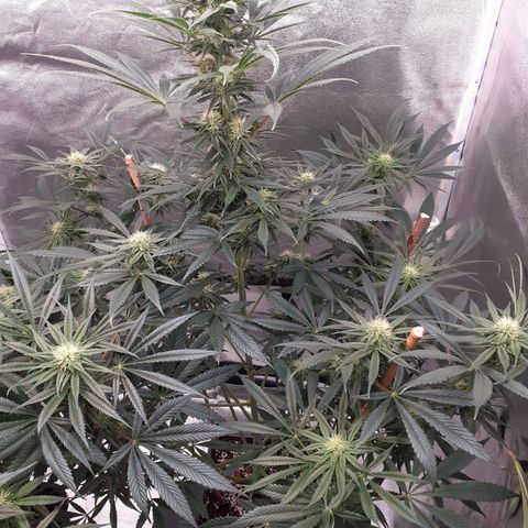 Buddhas Sister growlog timeline photo