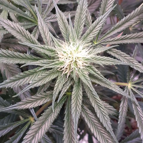 Buddhas Sister growlog timeline photo