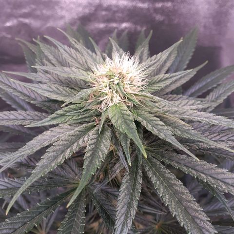 Buddhas Sister growlog timeline photo