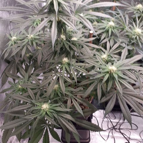 Pink Kush growlog timeline photo