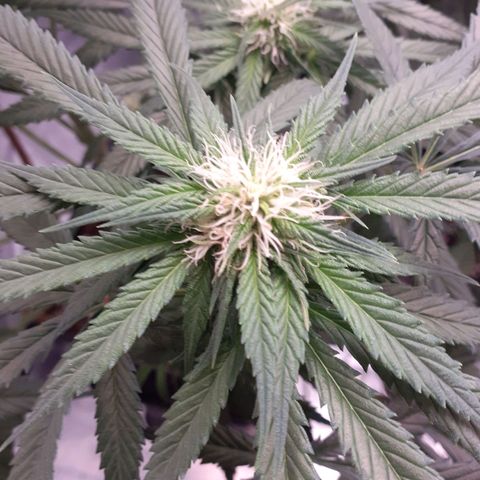 Pink Kush growlog timeline photo