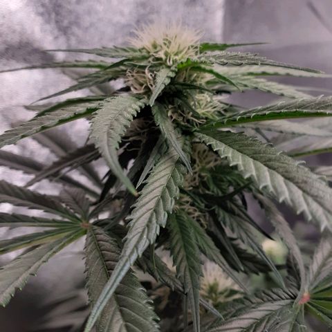 Pink Kush growlog timeline photo