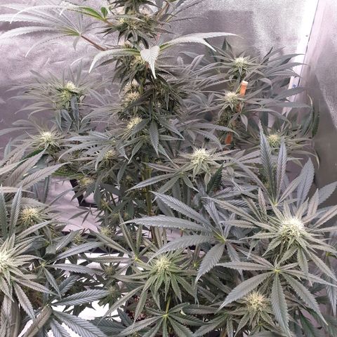 Buddhas Sister growlog timeline photo