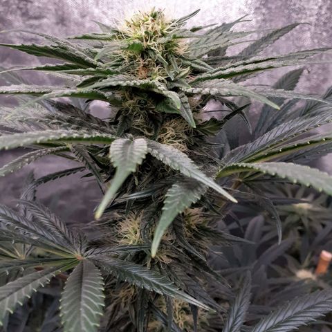 Buddhas Sister growlog timeline photo