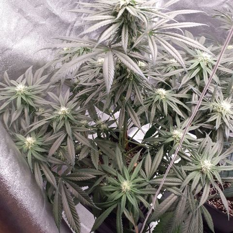 Pink Kush growlog timeline photo