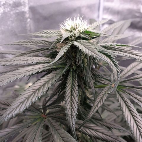 Pink Kush growlog timeline photo