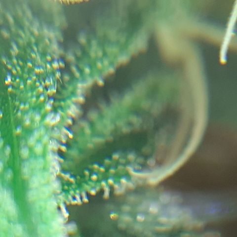Buddhas Sister growlog photo: Klar bis milchig